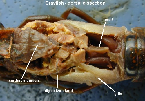 Crayfish Dissection Lab Companion